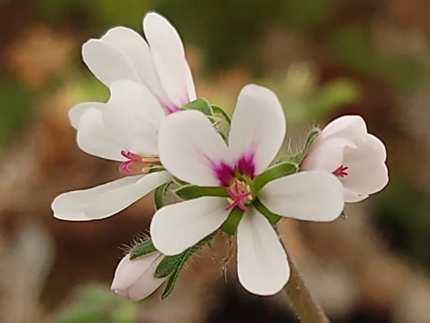 Pelargonium hirtum
