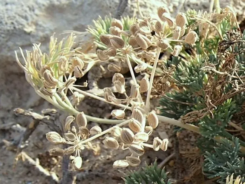Ducrosia anethifolia