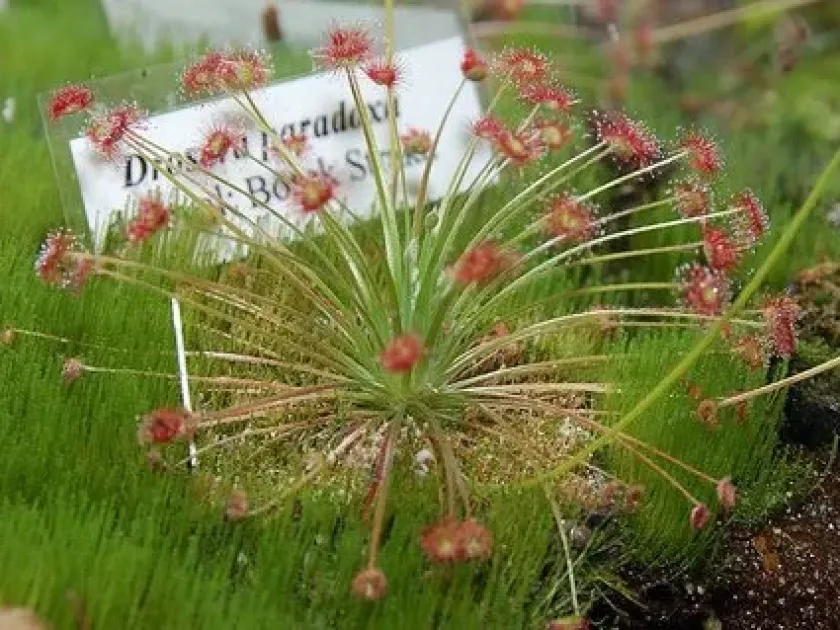 Paradoxical sundew