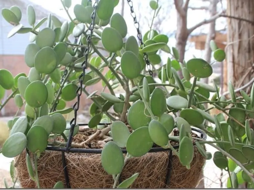 Xerosicyos perrieri