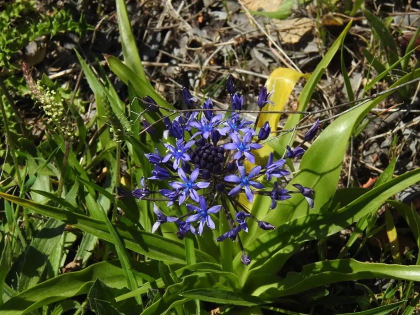 Sicilian Squill