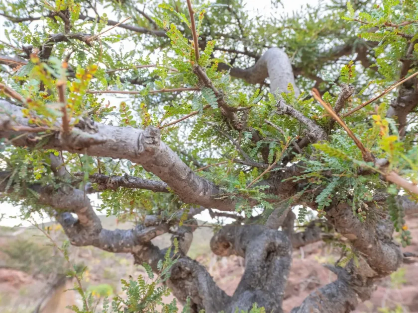 Boswellia socotrana