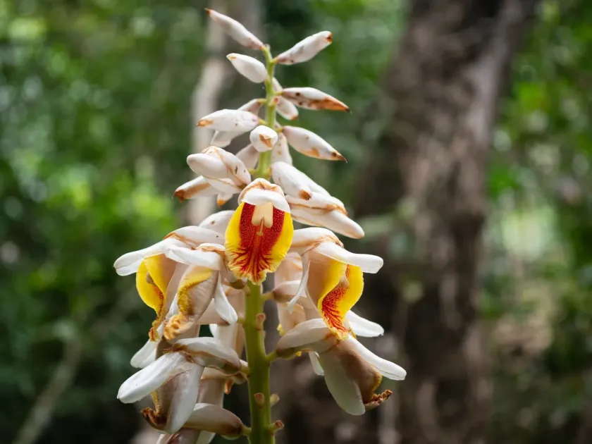 Alpinia hainanensis