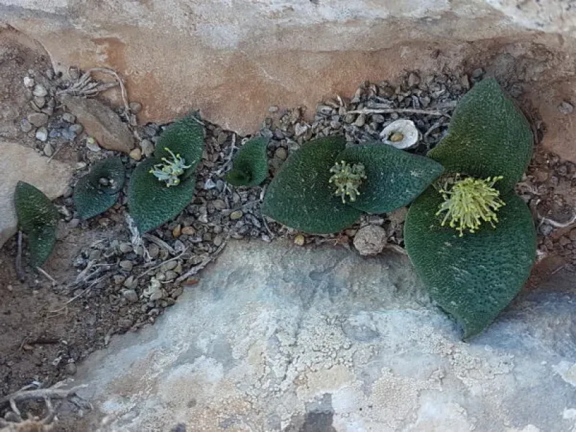 Massonia gypsicola
