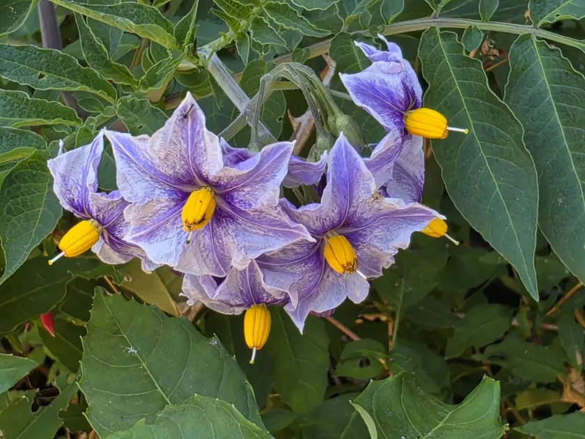 Solanum etuberosum