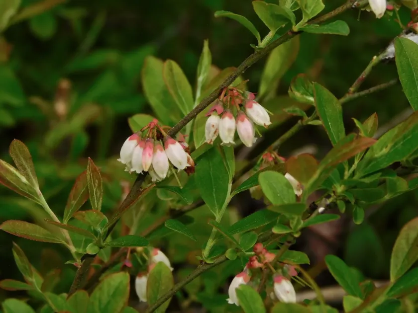 Vaccinium tenellum