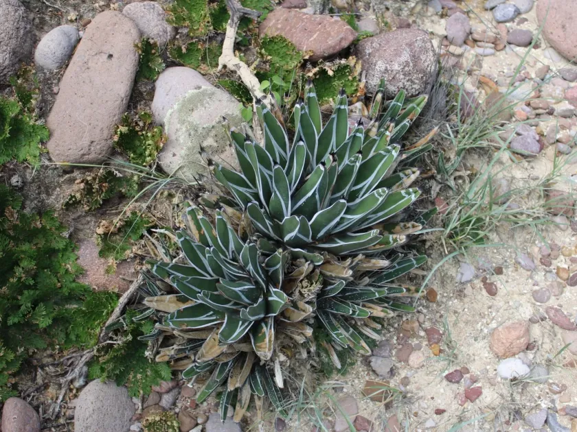 Agave pintilla