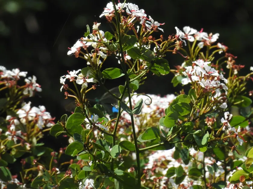 Cheniella corymbosa