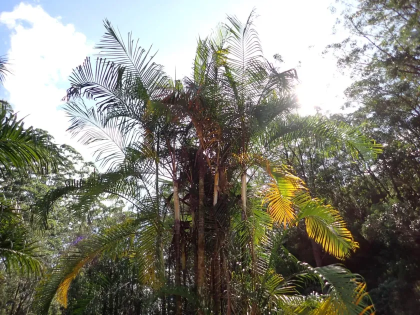 Chrysalidocarpus baronii
