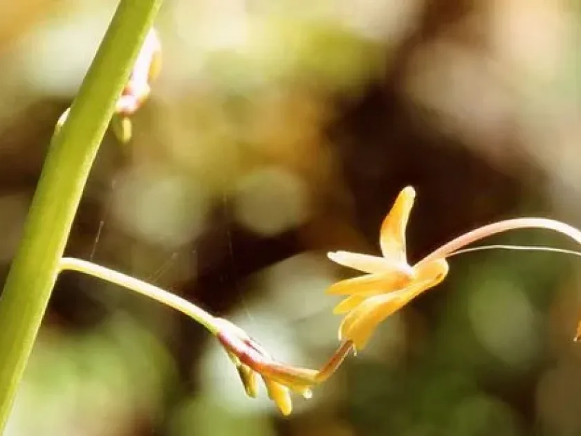 Globba clarkei