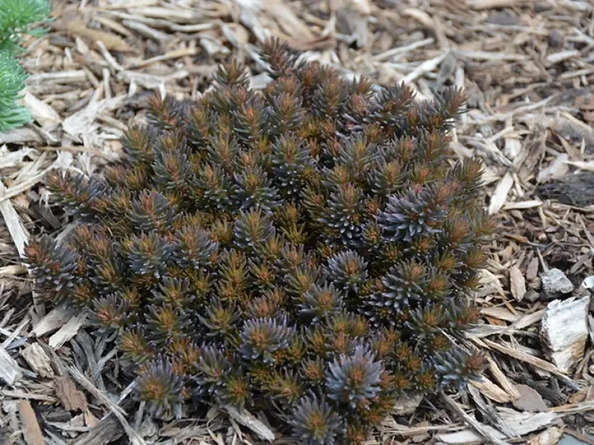 Hakone stonecrop