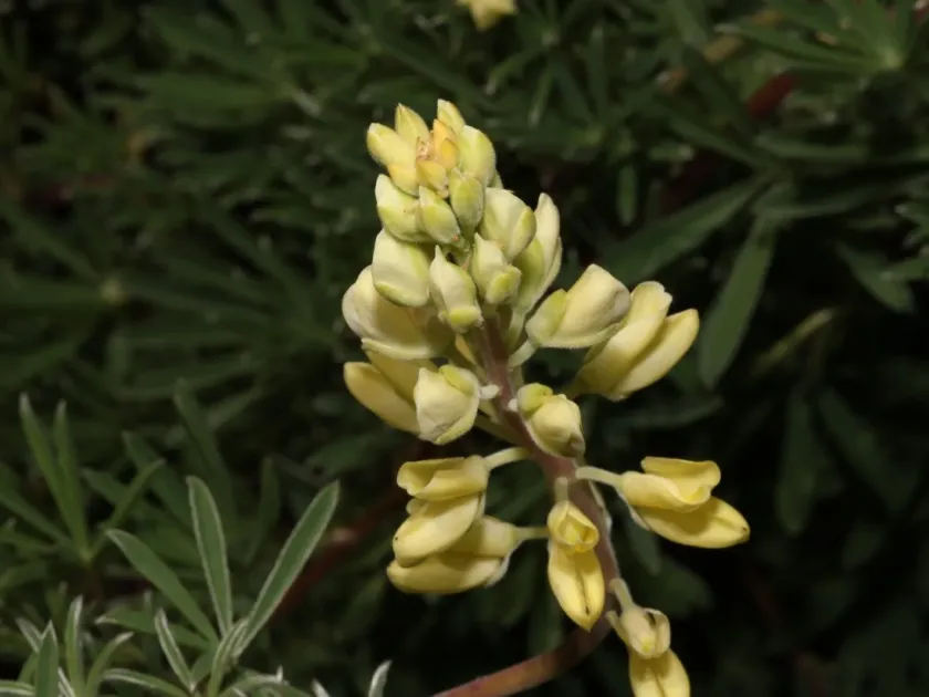 Tree lupine