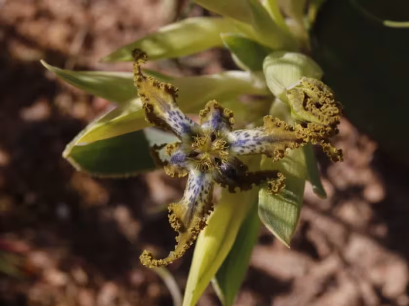 Ferraria uncinata