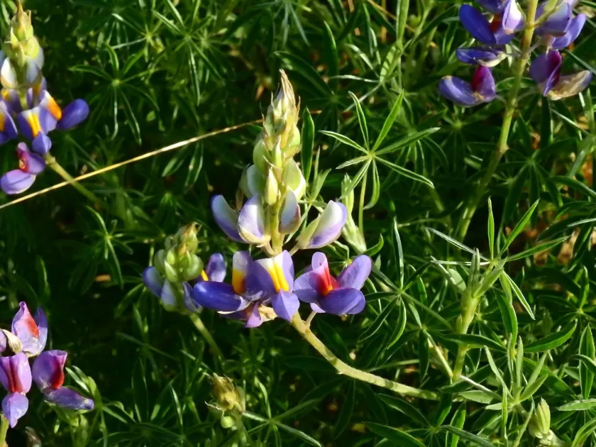 Andean lupin
