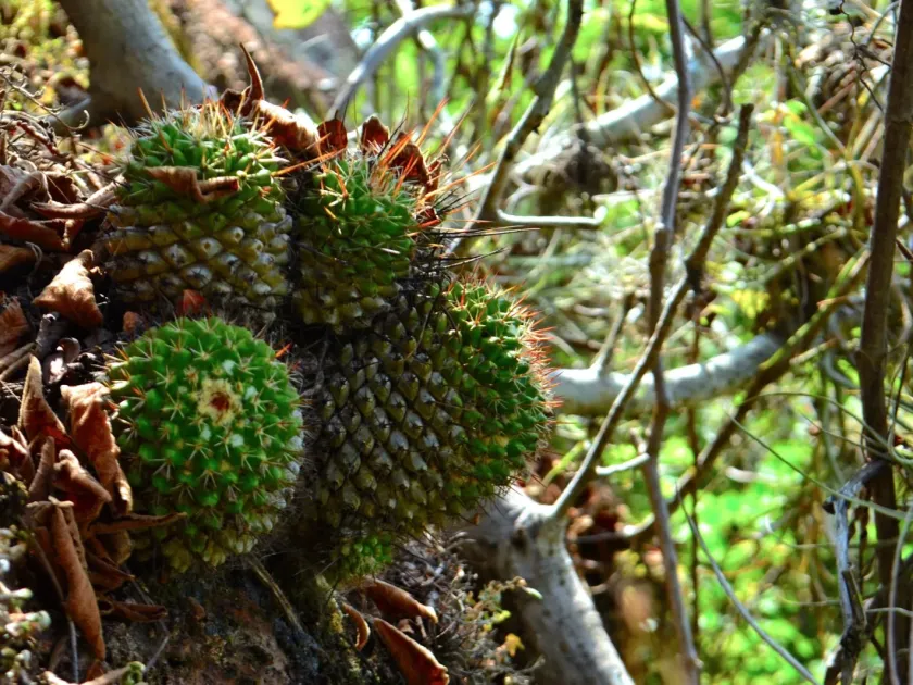 Mammillaria voburnensis