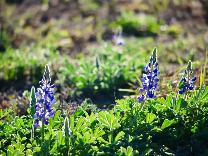 Sandplain lupine