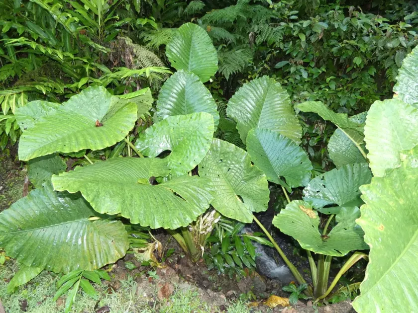 Alocasia sarawakensis