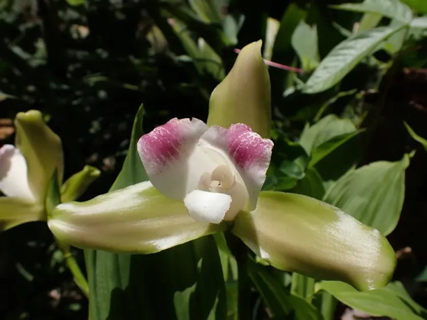 Lycaste