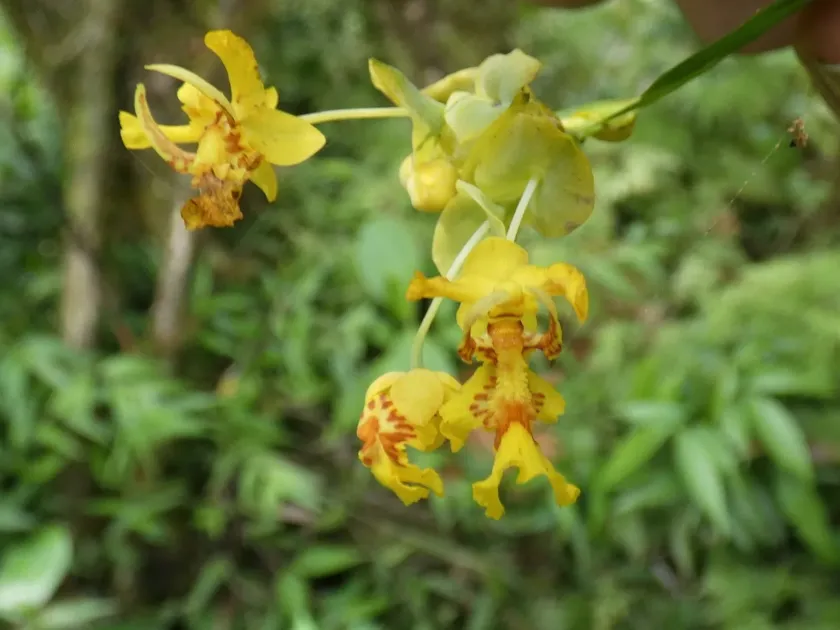 Lockhartia oerstedii