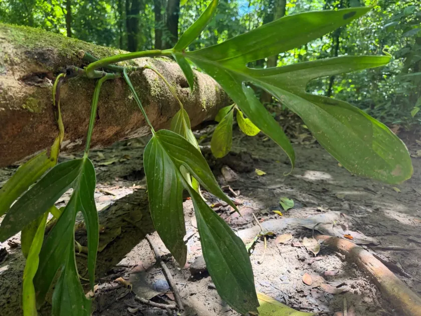 Monstera pinnatipartita