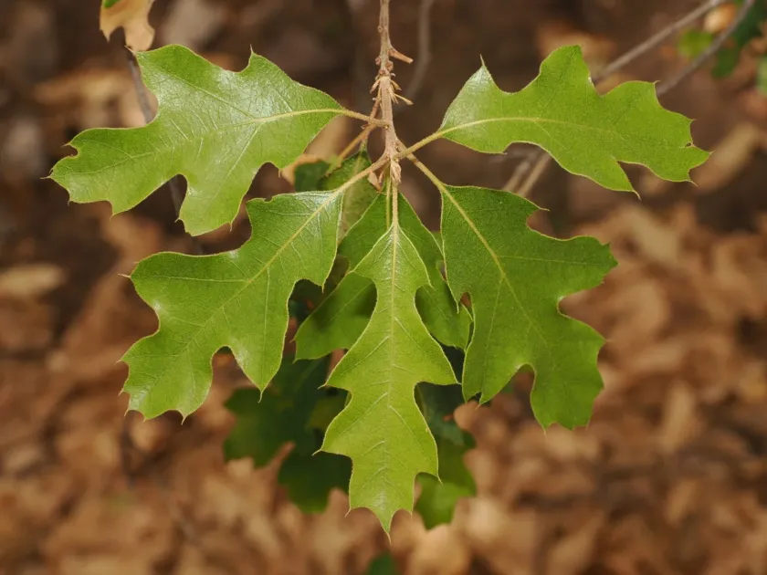 Graves oak