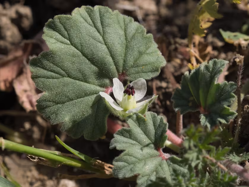 California macrophylla