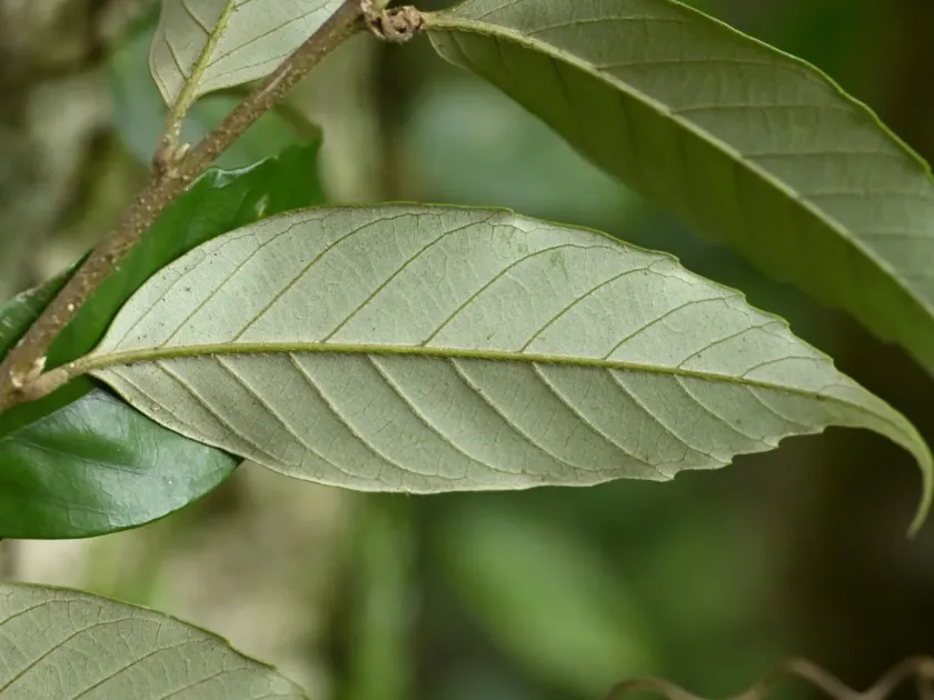 Castanopsis faberi