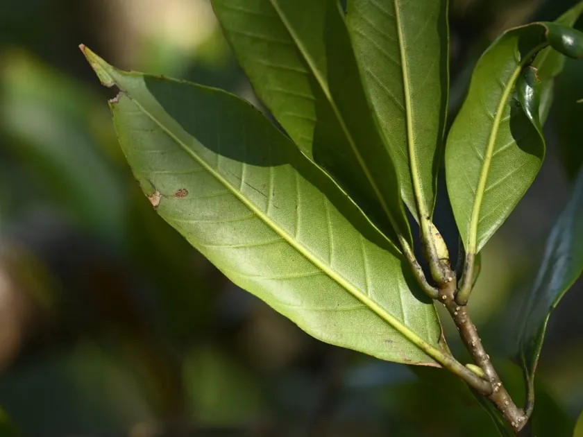 Sessile oak