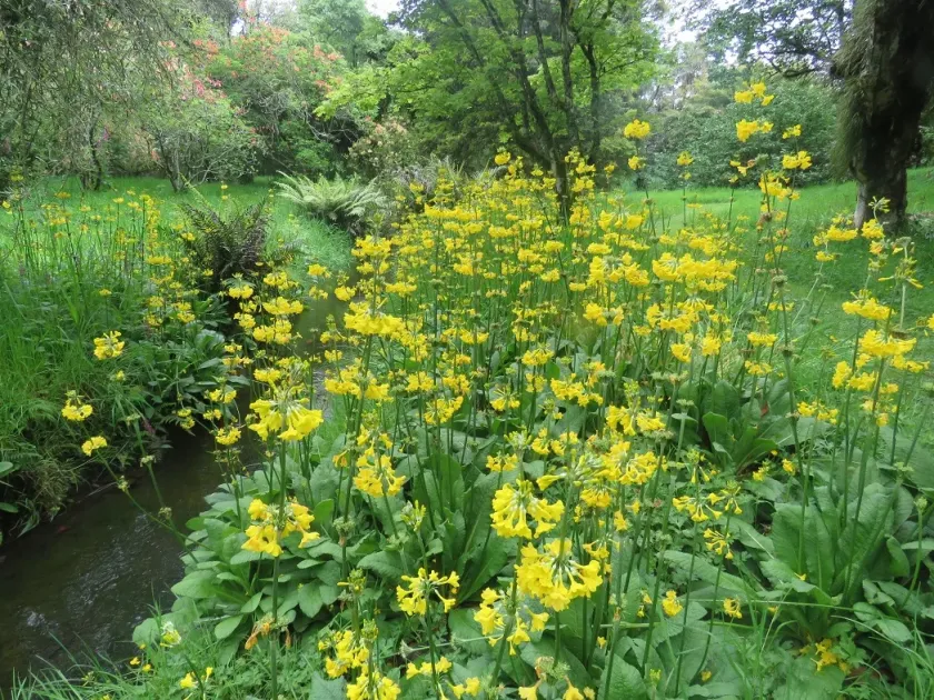 Candelabra primrose