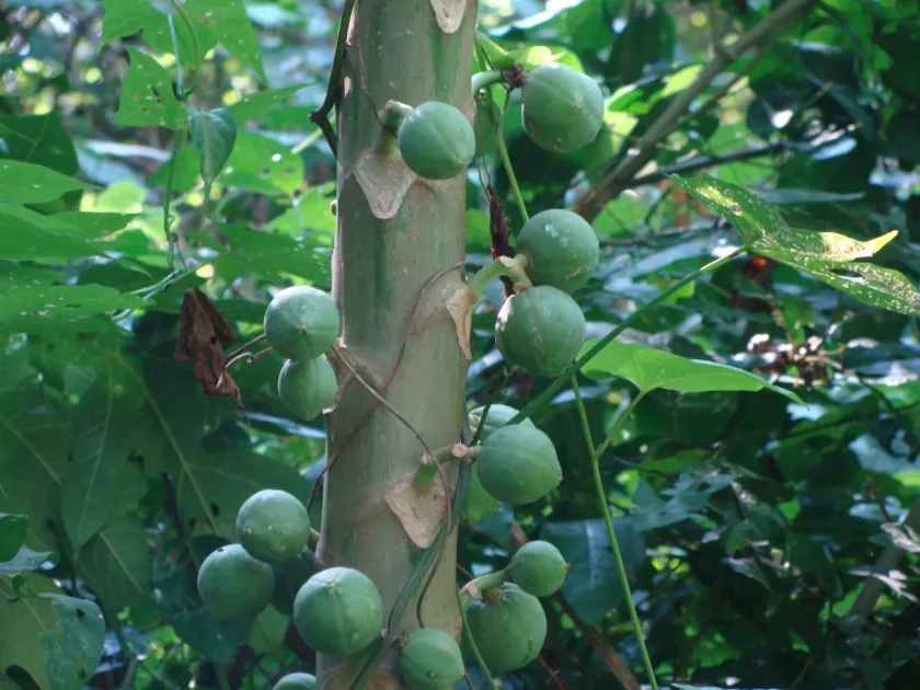 Vasconcellea cauliflora