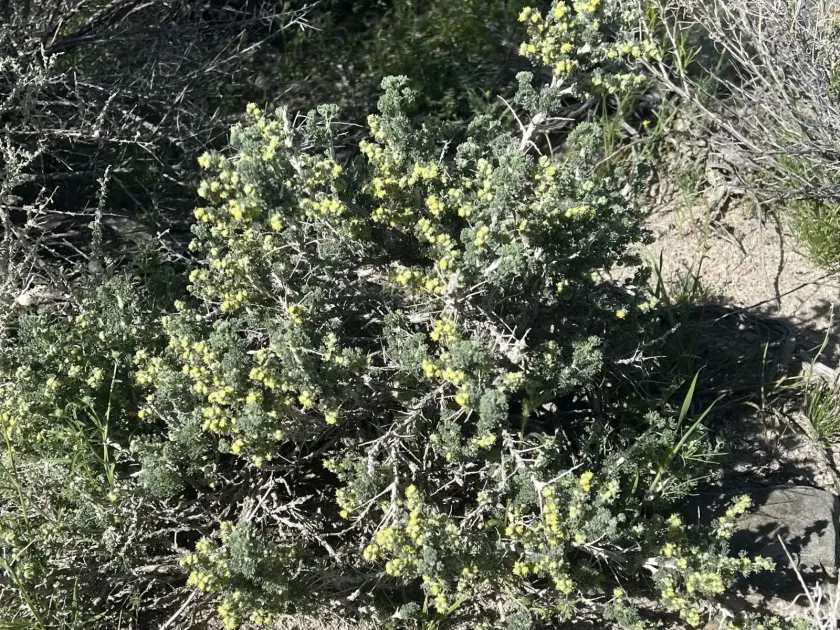Bud sagebrush