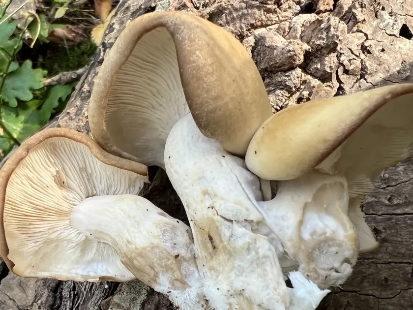 Lyophyllum ulmarium