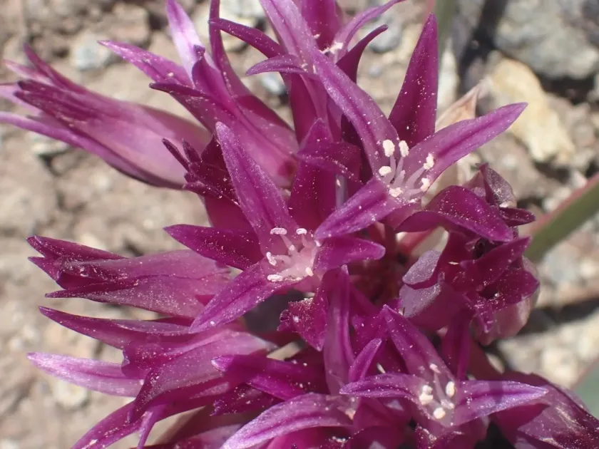 Sickle-leaved onion