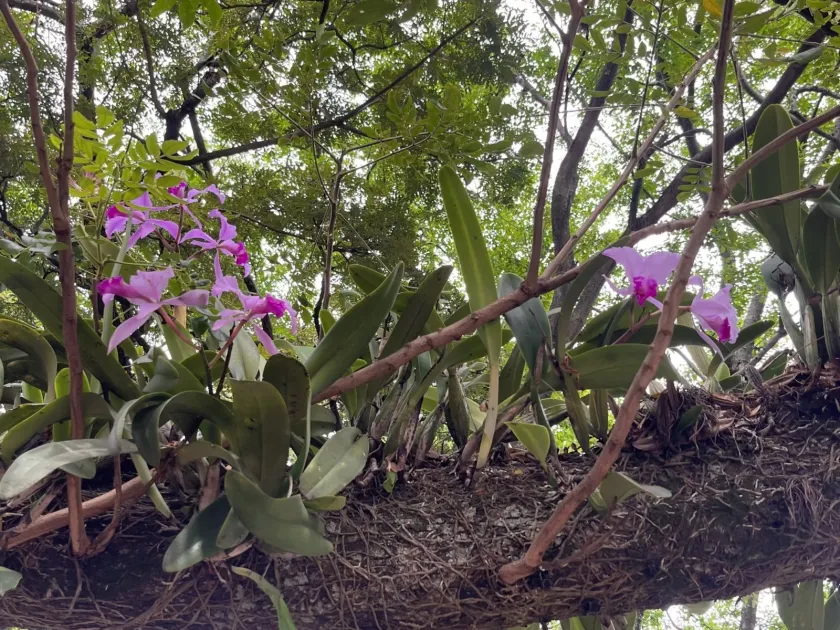 Cattleya warscewiczii