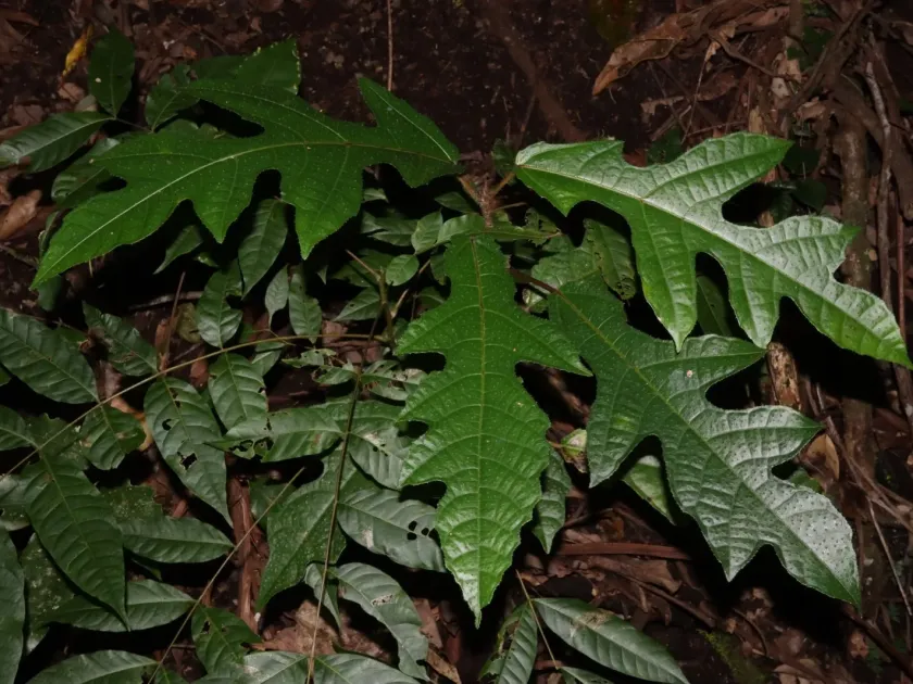 Ficus copiosa