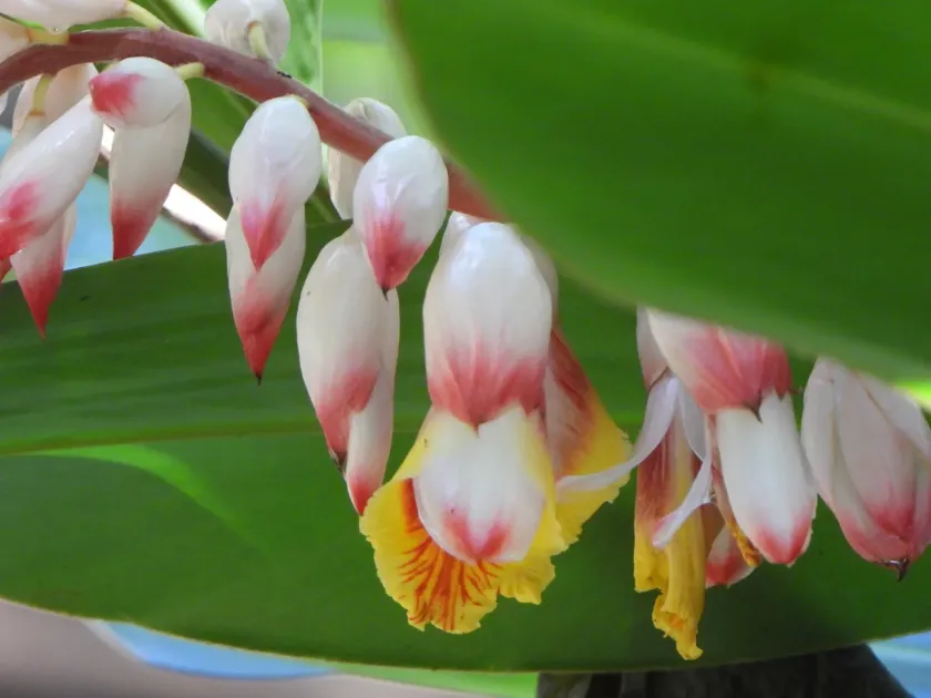 Shell Ginger