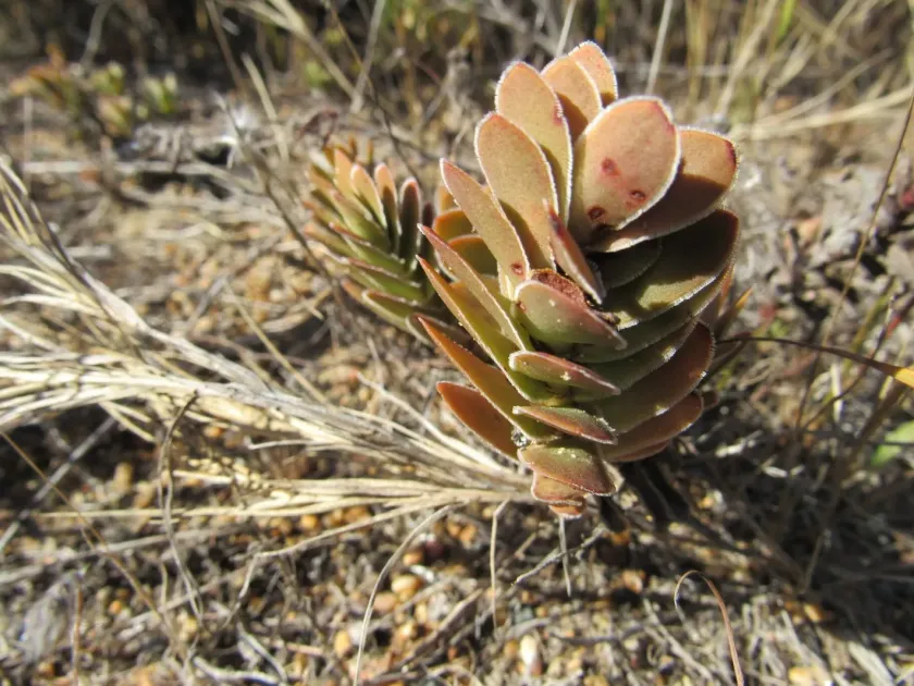 Crassula fallax