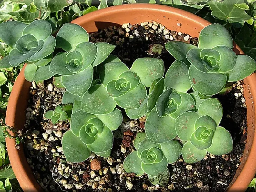 Crassula graeseri
