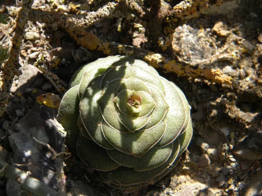 Crassula hemisphaerica