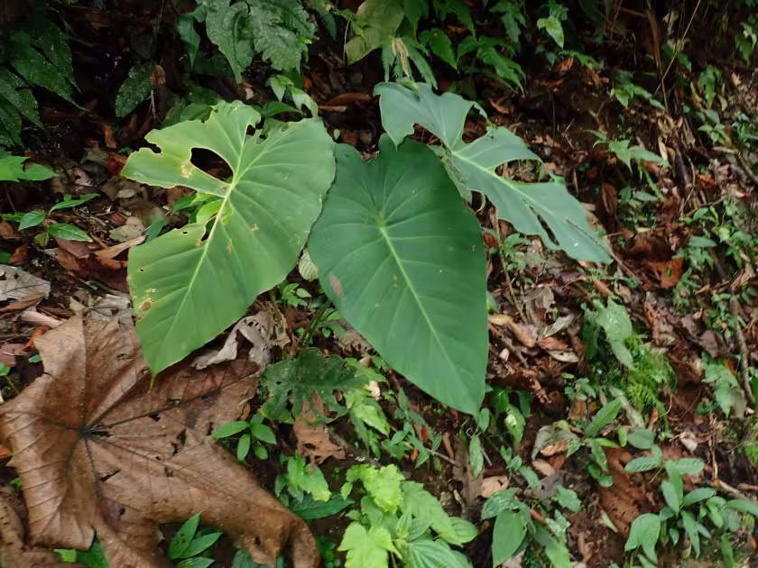 Adelonema peltatum