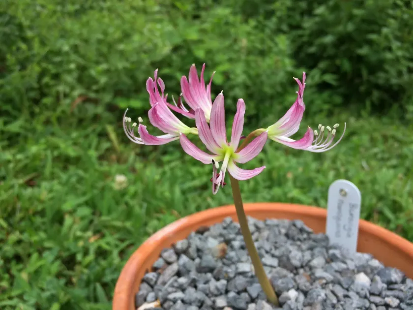 Brunsvigia namaquana