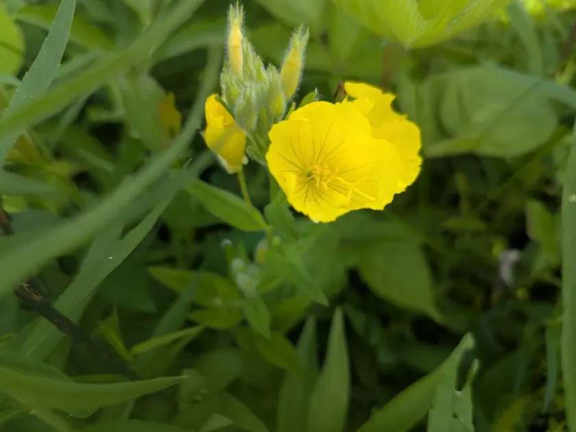 Oenothera pilosella