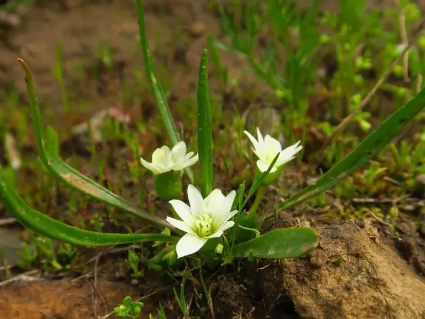 Lewisia nevadensis