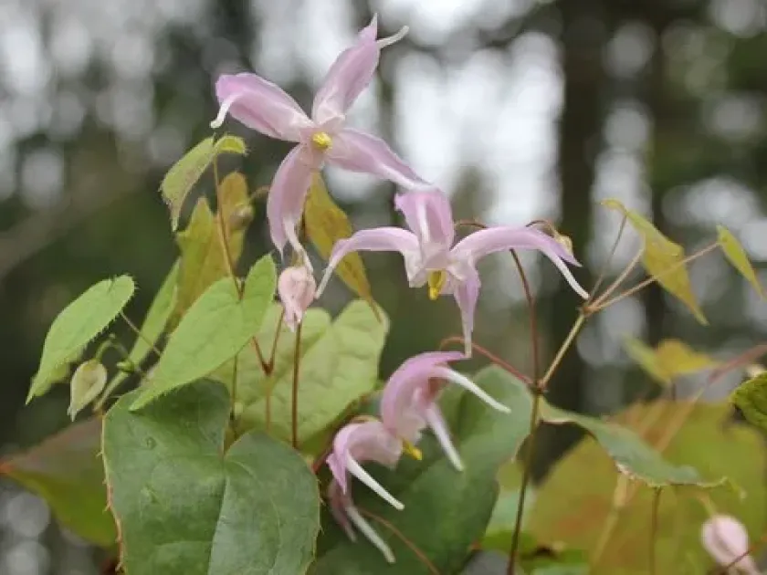 Epimedium leptorrhizum
