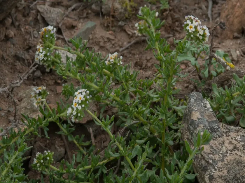 Heliotropium philippianum