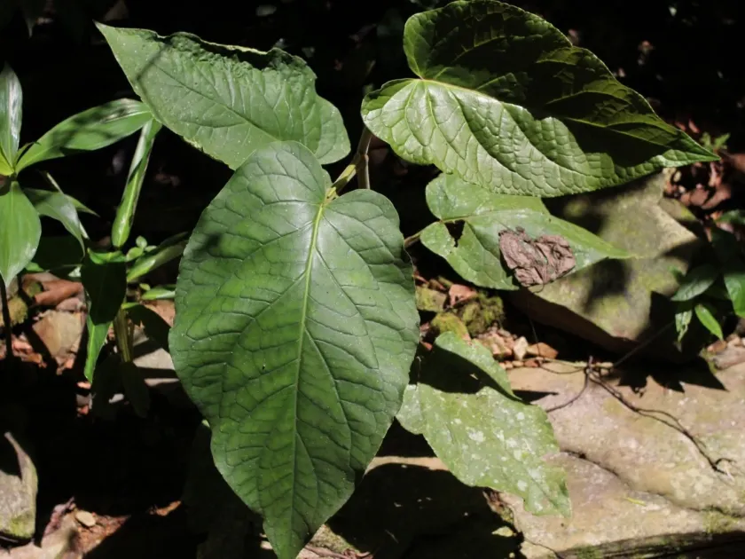 Piper cernuum