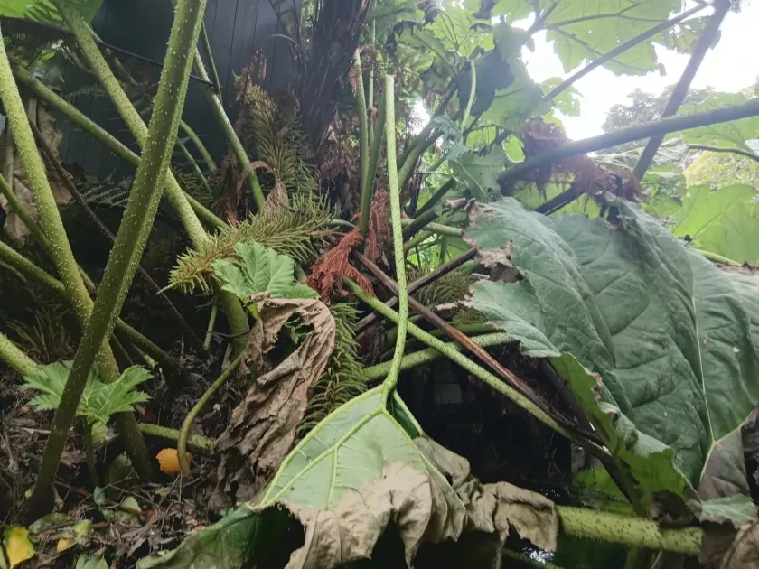 Gunnera cryptica