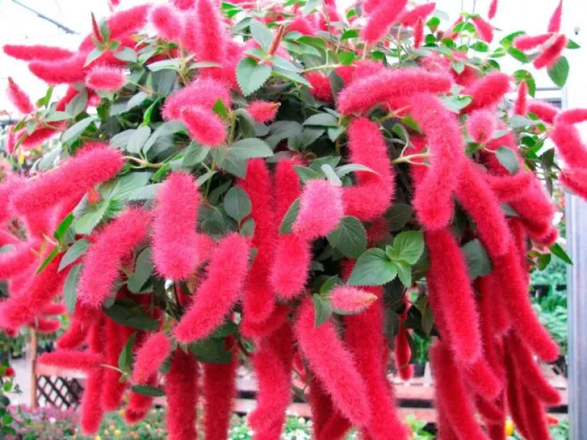 Acalypha