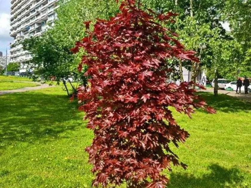 Гибриды клёна