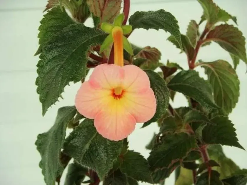 Achimenes hybrids